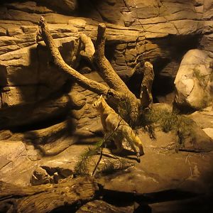 Desert - Sand Cat (Felis margarita)