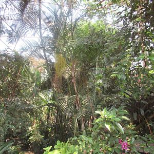 Aviary - Interior Foliage