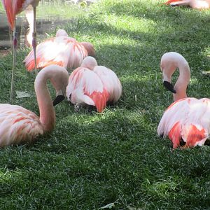 Chilean Flamingos (Phoenicopterus chilensis)