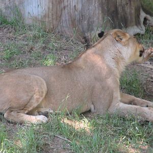 Lioness (Panthera leo)