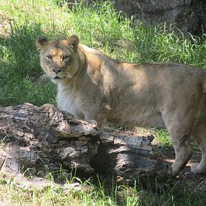Lioness (Panthera leo)