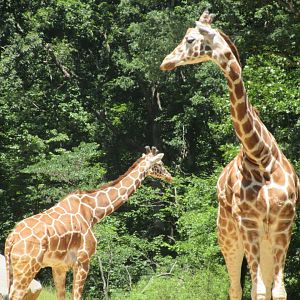 Forest Edge - Reticulated Giraffes (Giraffa (camelopardalis) reticulata)