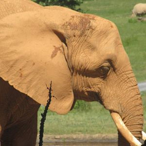 Watani Grasslands - African Bush Elephant (Loxodonta africana)