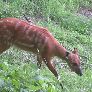 Watani Grasslands - Sitatunga (Tragelaphus spekii)