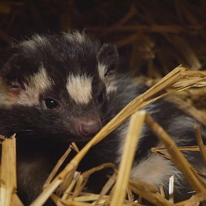 eastern spotted skunk