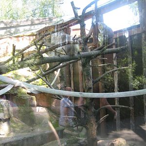 Riga Zoo - Macaque exhibit