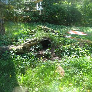 Riga Zoo - Raccoon dog exhibit