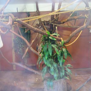 Riga Zoo - Example of callithricid exhibit