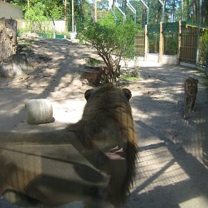 Riga Zoo - Lion exhibit