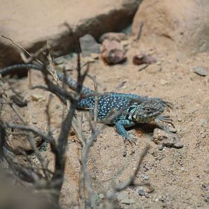 Crotaphytus vestigium