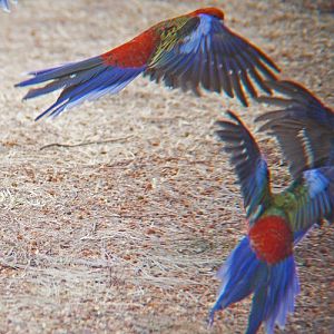 Crimson rosellas