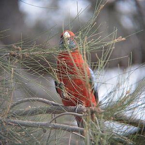 Crimson rosella