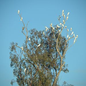 Sulphur-crested cockatoos