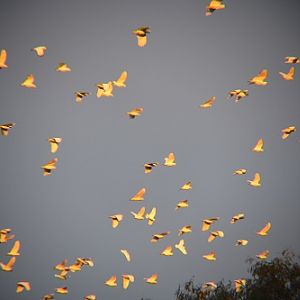 Little corellas at sundown.