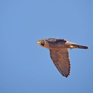 Australian hobby.