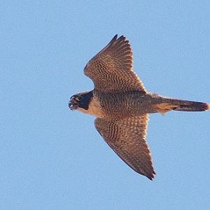 Australian hobby 2