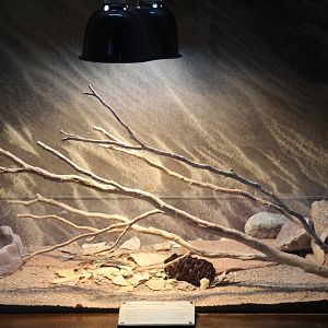 Red Diamond Rattlesnake Enclosure