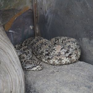Mitchell's Rattlesnake