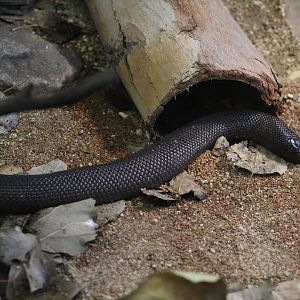 Mexican Black Kingsnake