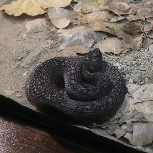 Southern Pacific Rattlesnake