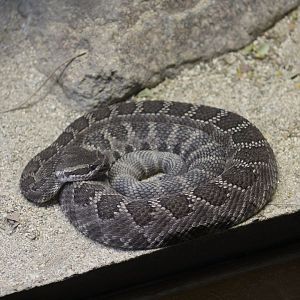 Southern Pacific Rattlesnake