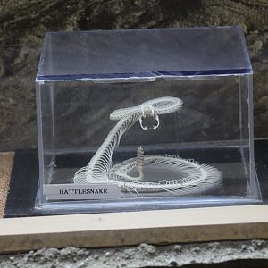 Rattlesnake Skeleton