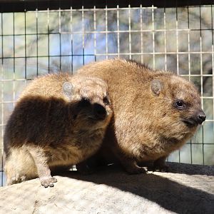 Rock Hyrax