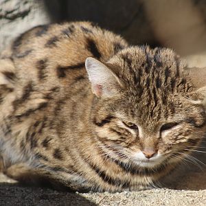 Black-Footed Cat