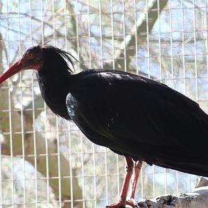 Northern Bald Ibis