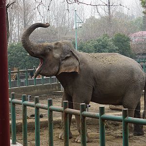 Asian elephant
