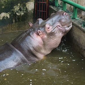 Hippopotamus