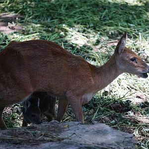 Water deer (Hydropotes inermis) with its baby
