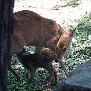 Water deer (Hydropotes inermis) with its baby