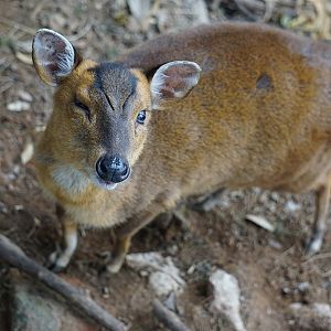 Reeves's muntjac (Muntiacus reevesi)