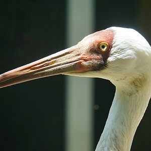 Siberian crane (Leucogeranus leucogeranus)