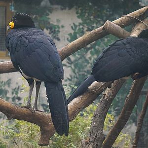 Black curassow (Crax alector)