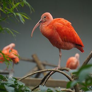Scarlet ibis (Eudocimus ruber)