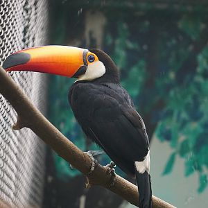 Toco toucan (Ramphastos toco)