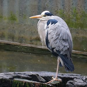 Grey heron (Ardea cinerea)