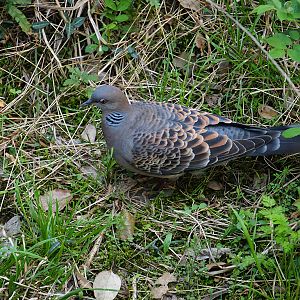 Oriental turtle dove (Streptopelia orientalis)