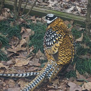 Reeves's pheasant (Syrmaticus reevesii)