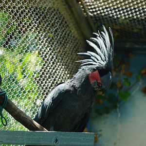 Palm cockatoo (Probosciger aterrimus)
