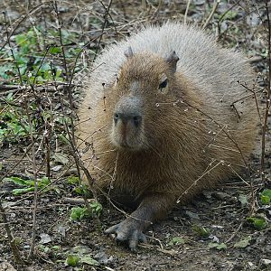 Capybara