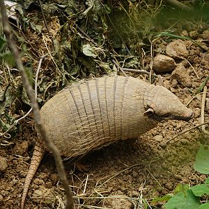 Six-banded armadillo (Euphractus sexcinctus)