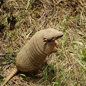 Six-banded armadillo (Euphractus sexcinctus)
