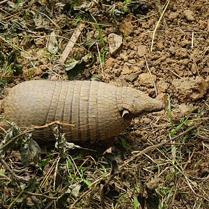 Six-banded armadillo (Euphractus sexcinctus)
