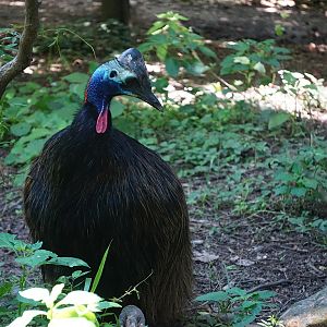 Southern cassowary (Casuarius casuarius) Sub-adult