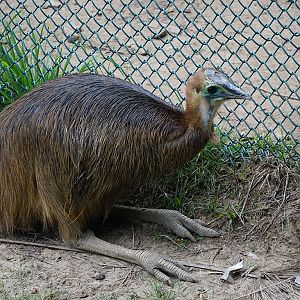Southern cassowary (Casuarius casuarius) Sub-adult