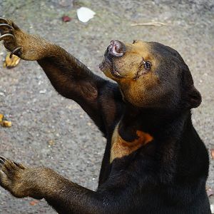 Sun bear (Helarctos malayanus)