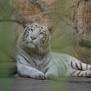 White tiger